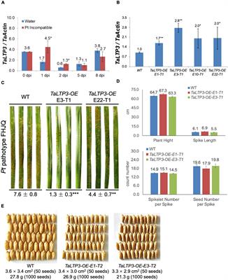 Wheat Apoplast-Localized <mark class="highlighted">Lipid Transfer</mark> Protein TaLTP3 Enhances Defense Responses Against Puccinia triticina